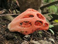 Clathrus crispus image