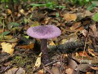 Cortinarius violaceus image