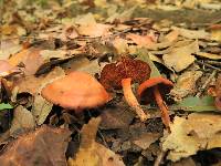 Dermocybe marylandensis image