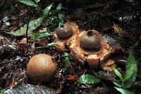 Geastrum saccatum image