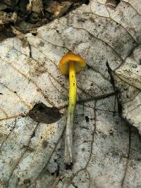 Hygrocybe singeri image