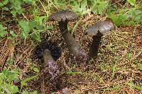 Cortinarius violaceus image