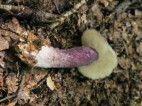 Tylopilus plumbeoviolaceus image