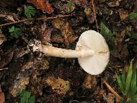 Amanita brunnescens image