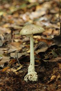 Amanita arocheae image