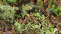 Usnea strigosa image