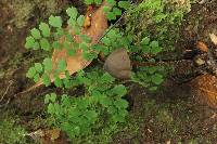 Psilocybe neoxalapensis image