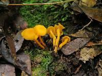 Cantharellus minor image