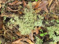 Usnea strigosa image