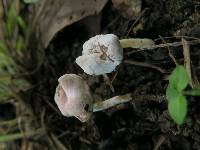 Hypomyces cervinigenus image