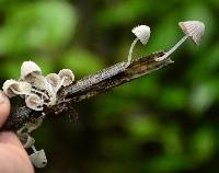 Coprinellus disseminatus image