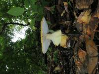 Amanita flavorubescens image