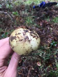 Amanita phalloides image