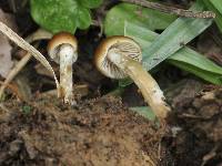 Psilocybe subtropicalis image