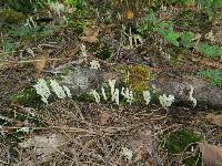 Clavulina rugosa image