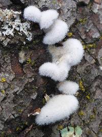 Schizophyllum commune image