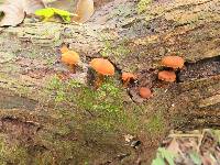 Pholiota granulosa image