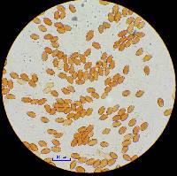 Leratiomyces ceres image