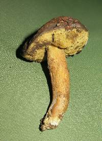 Leccinum rugosiceps image