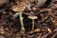 Amanita solaniolens image