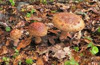 Amanita amerirubescens image