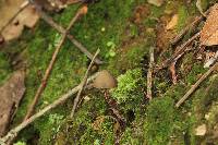 Psilocybe neoxalapensis image