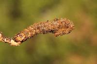 Ophiocordyceps gracilioides image