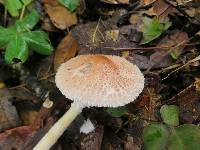 Lepiota clypeolaria image