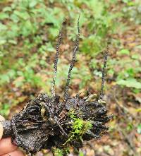 Xylaria magnoliae image