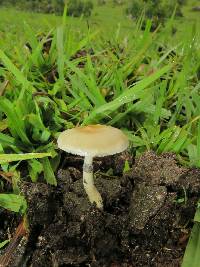 Psilocybe cubensis image