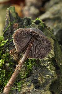 Psilocybe neoxalapensis image