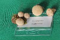 Lycoperdon perlatum image