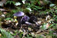 Cortinarius violaceus image