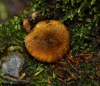 Gyroporus castaneus image