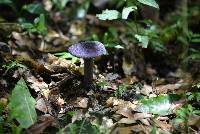 Cortinarius violaceus image