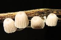 Coprinellus disseminatus image