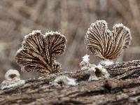 Schizophyllum commune image