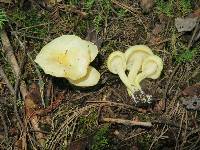 Hygrophorus chrysodon image