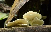 Trametes pavonia image