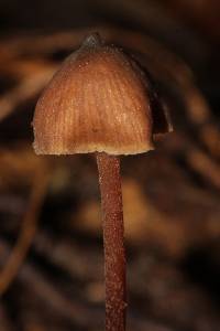 Psilocybe neoxalapensis image