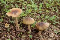 Amanita amerirubescens image