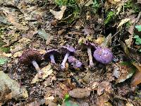 Cortinarius aggregatus image