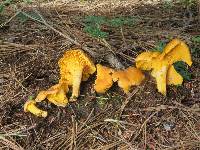 Cantharellus roseocanus image