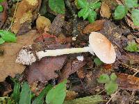 Lepiota clypeolaria image