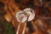 Psilocybe neoxalapensis image