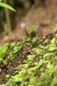 Psilocybe neoxalapensis image