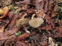 Lactarius lignyotus image