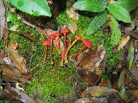 Hygrocybe cantharellus image