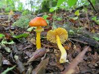 Amanita flavoconia image