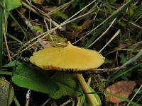 Entoloma murrayi image